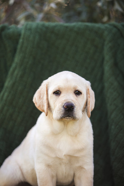 Silvaregis Labrador Puppy - Yellow Female