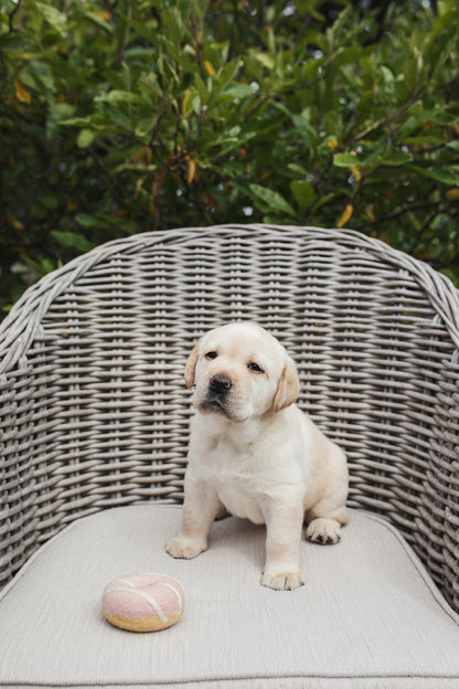 Silvaregis Labrador Puppy - Yellow Female